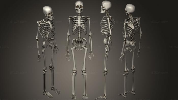 Анатомия скелеты и черепа (Анатомия1, ANTM_0222) 3D модель для ЧПУ станка
